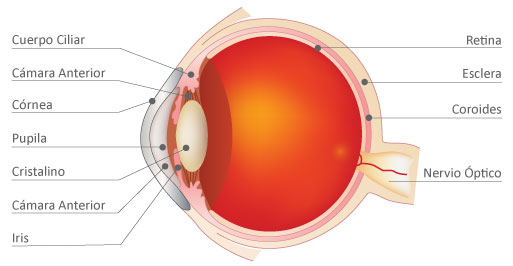 Anatomía del Ojo